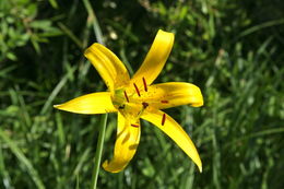 Image de Lilium parryi S. Watson