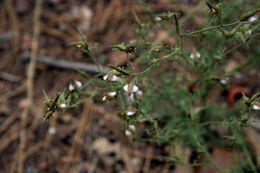 Image of Nevin's bird's-beak