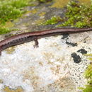 Image of Gristlehead Splayfoot Salamander
