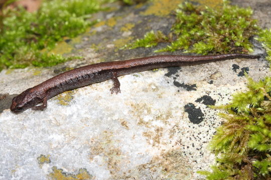 Image of Gristlehead Splayfoot Salamander