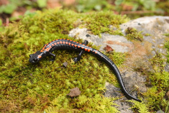 Image of Bell's False Brook Salamander