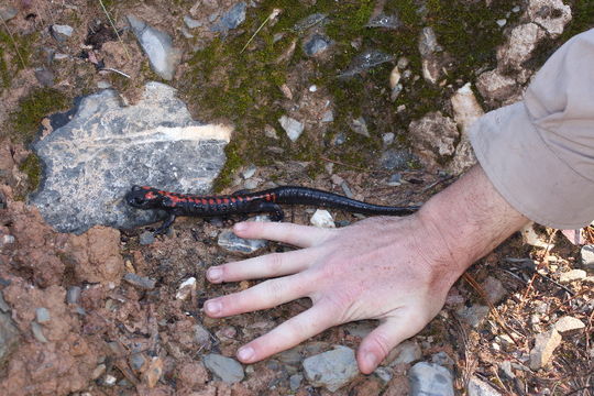 Image of Bell's False Brook Salamander