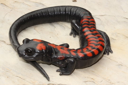 Image of Bell's False Brook Salamander