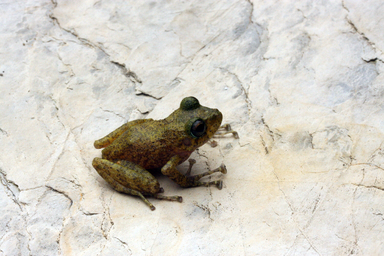 Image of Adorned robber frog