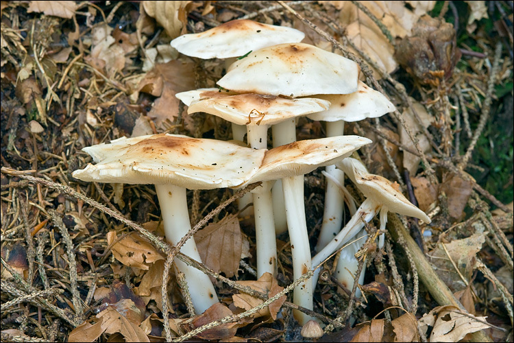 <i>Collybia maculata</i> resmi