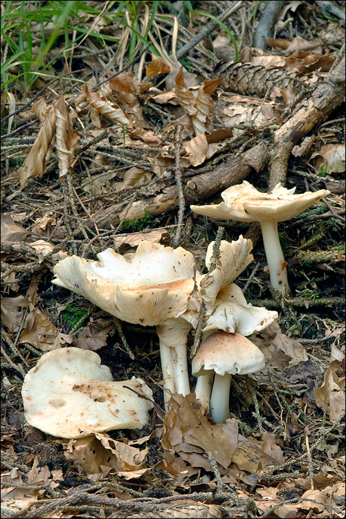 <i>Collybia maculata</i> resmi