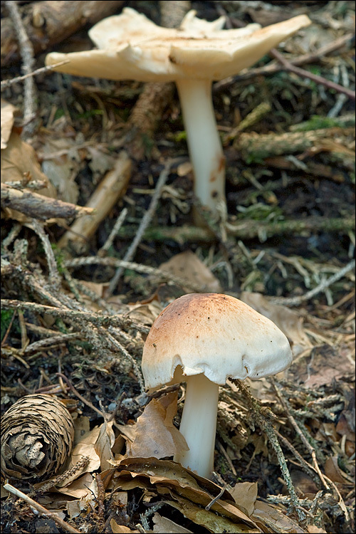 <i>Collybia maculata</i> resmi