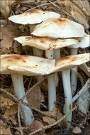 <i>Collybia maculata</i> resmi