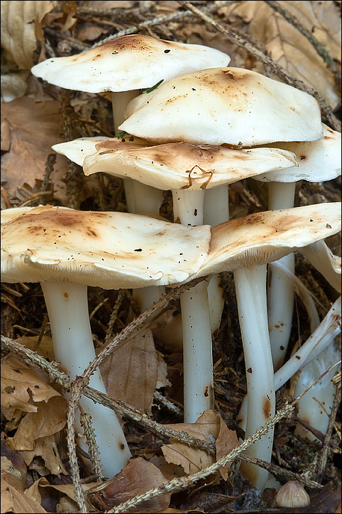 <i>Collybia maculata</i> resmi