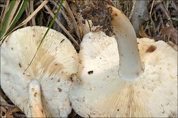 <i>Collybia maculata</i> resmi