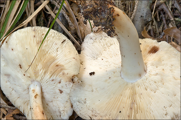 <i>Collybia maculata</i> resmi