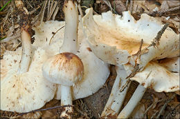 <i>Collybia maculata</i> resmi