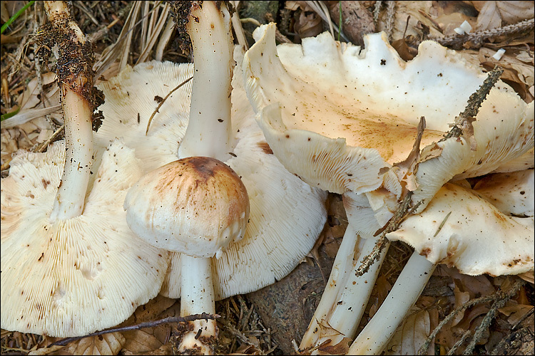 <i>Collybia maculata</i> resmi