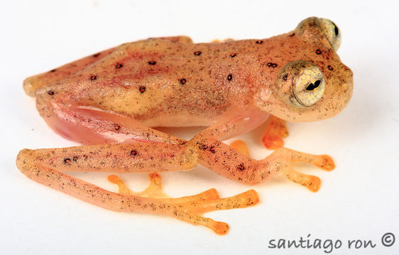 Image of Napo Cochran Frog