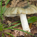 Image of Russula heterophylla (Fr.) Fr. 1838