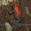 Image of Red-backed poison frog