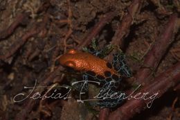 Image of Red-backed poison frog