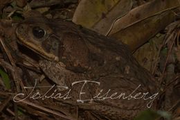 Image of Cane Toad