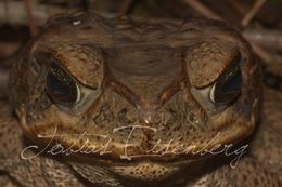 Image of Cane Toad