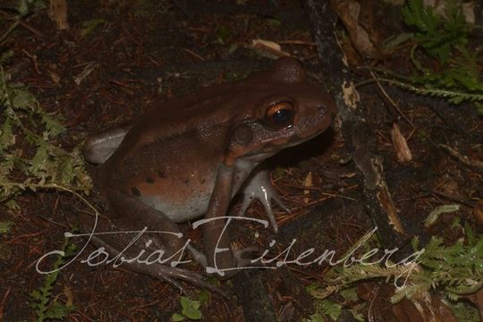 Image of Leptodactylus knudseni Heyer 1972