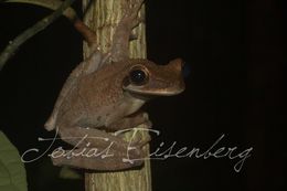 Image of Osteocephalus planiceps Cope 1874