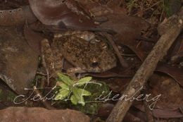 Image of Common Big-headed Frog