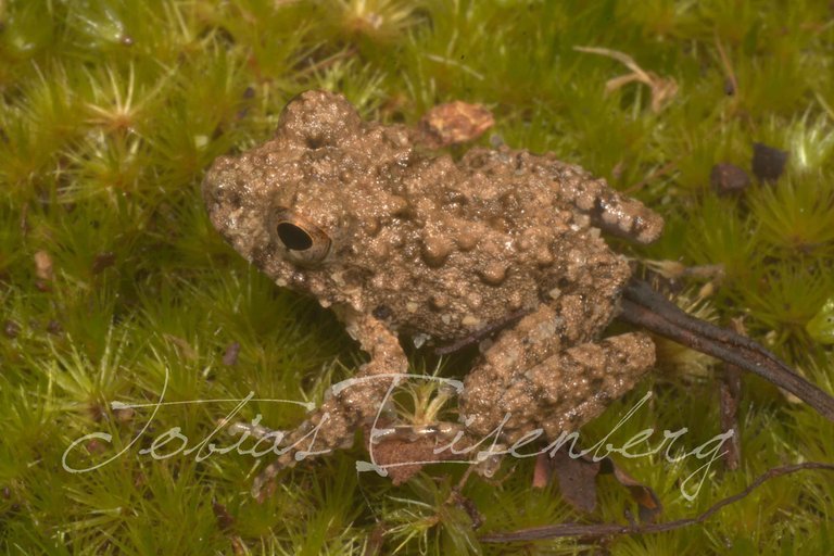 Image of Common Big-headed Frog