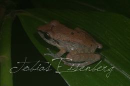 Image of Pristimantis peruvianus (Melin 1941)