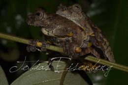 Image of Dendropsophus marmoratus (Laurenti 1768)