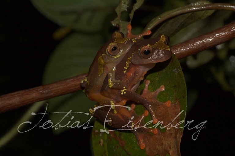 Imagem de Dendropsophus sarayacuensis (Shreve 1935)