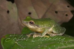 Image of Pristimantis tantanti (Lehr, Torres-Gastello & Suárez-Segovia 2007)