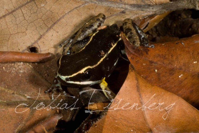 Image of Hahnel's Poison Frog