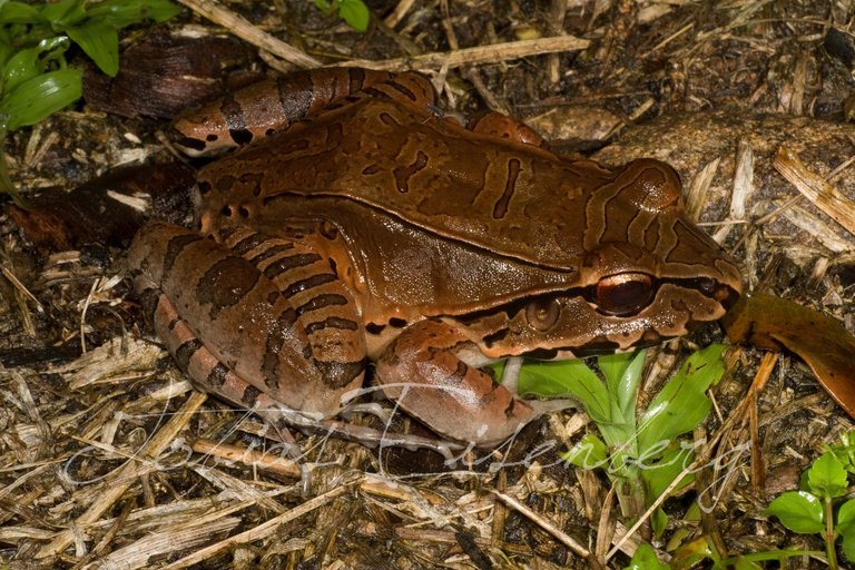 Image of Leptodactylus knudseni Heyer 1972