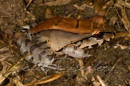 Image of Leptodactylus knudseni Heyer 1972