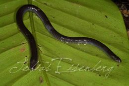 صورة Caecilia tentaculata Linnaeus 1758