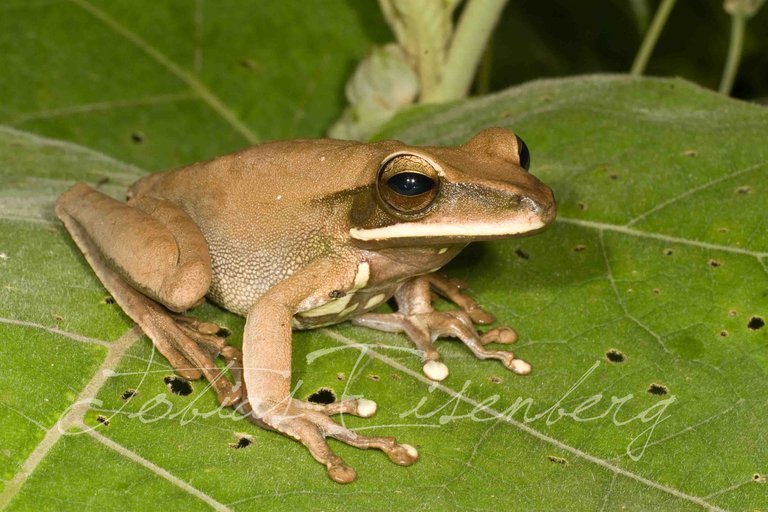 Image of <i>Boana lanciformis</i>