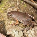 Image of Bassler's humming frog