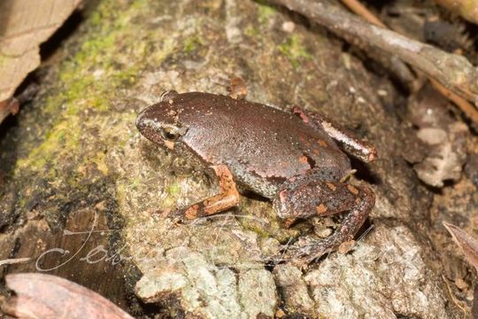 Image of Bassler's humming frog