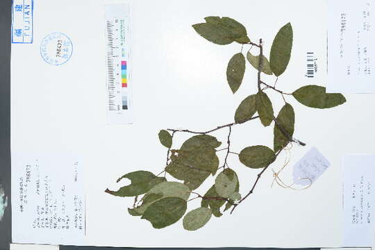 Image of actinidia