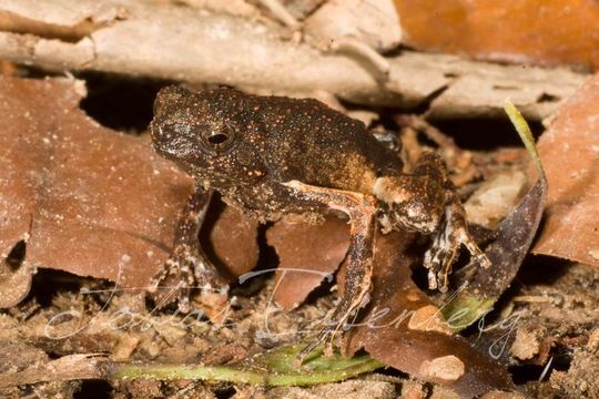 Image of Peters’ Dwarf Frog