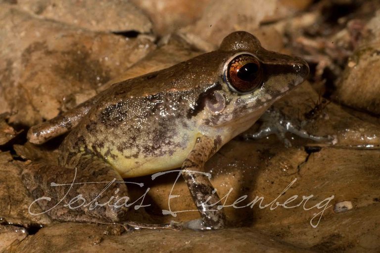 Image of Pristimantis malkini (Lynch 1980)