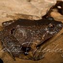 Imagem de <i>Hypodactylus nigrovittatus</i>