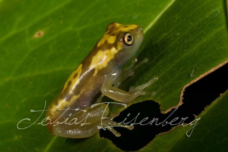 Imagem de Dendropsophus sarayacuensis (Shreve 1935)