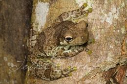 Image of Amazon Milk Frog