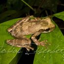 صورة Osteocephalus deridens Jungfer, Ron, Seipp & Almendáriz 2000