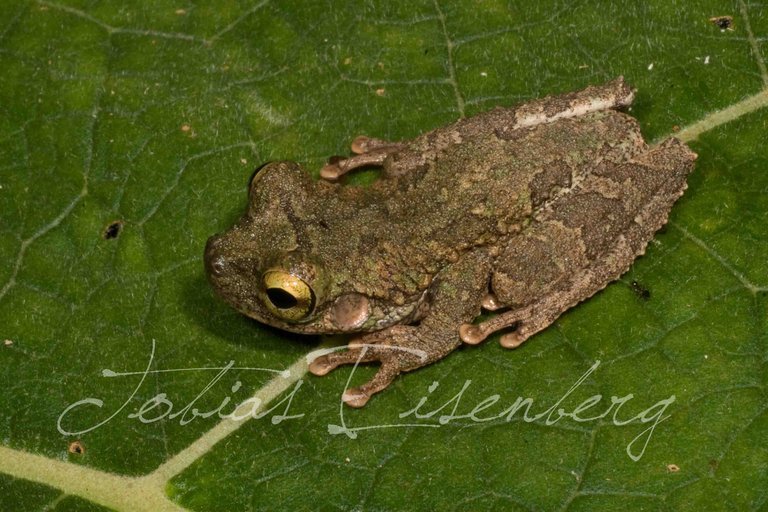 Image of Slender-legged Treefrog