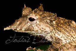 Image of Sumaco Horned Treefrog