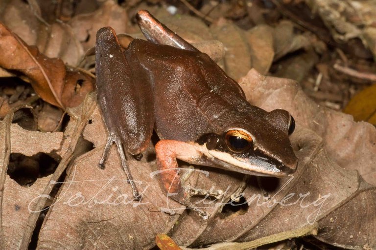 Image of <i>Boana lanciformis</i>