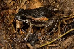 Image of Lowland Tropical Bullfrog