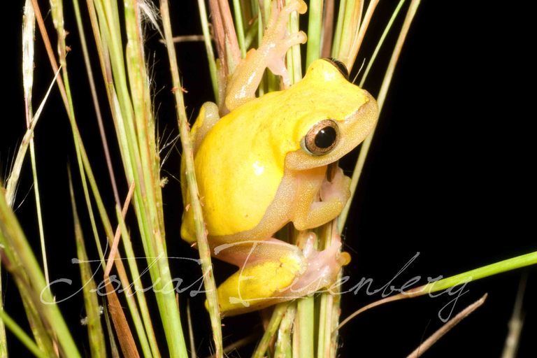 Image of Triangle Treefrog